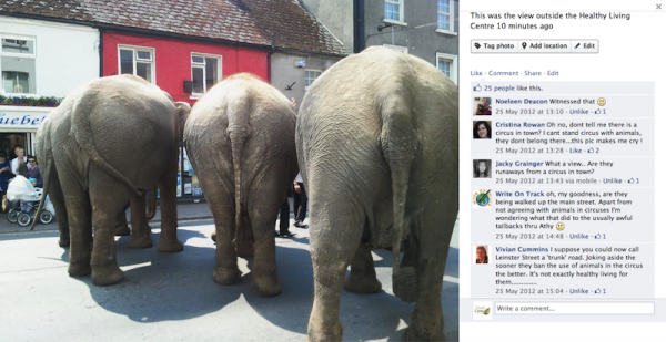 Elephants At Healthy Living Centre Athy